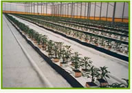 ChromatiNEt Black White Ground Cover